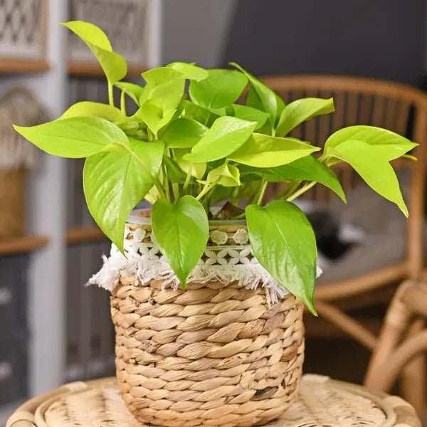 Pothos 'Goldilocks' (Epipremnum aureum) - Ladybird Nursery