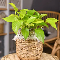 Pothos 'Goldilocks' (Epipremnum aureum) - Ladybird Nursery