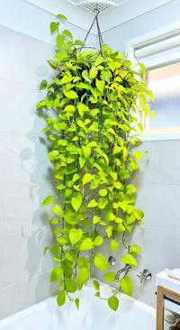 Pothos 'Goldilocks' (Epipremnum aureum) - Ladybird Nursery