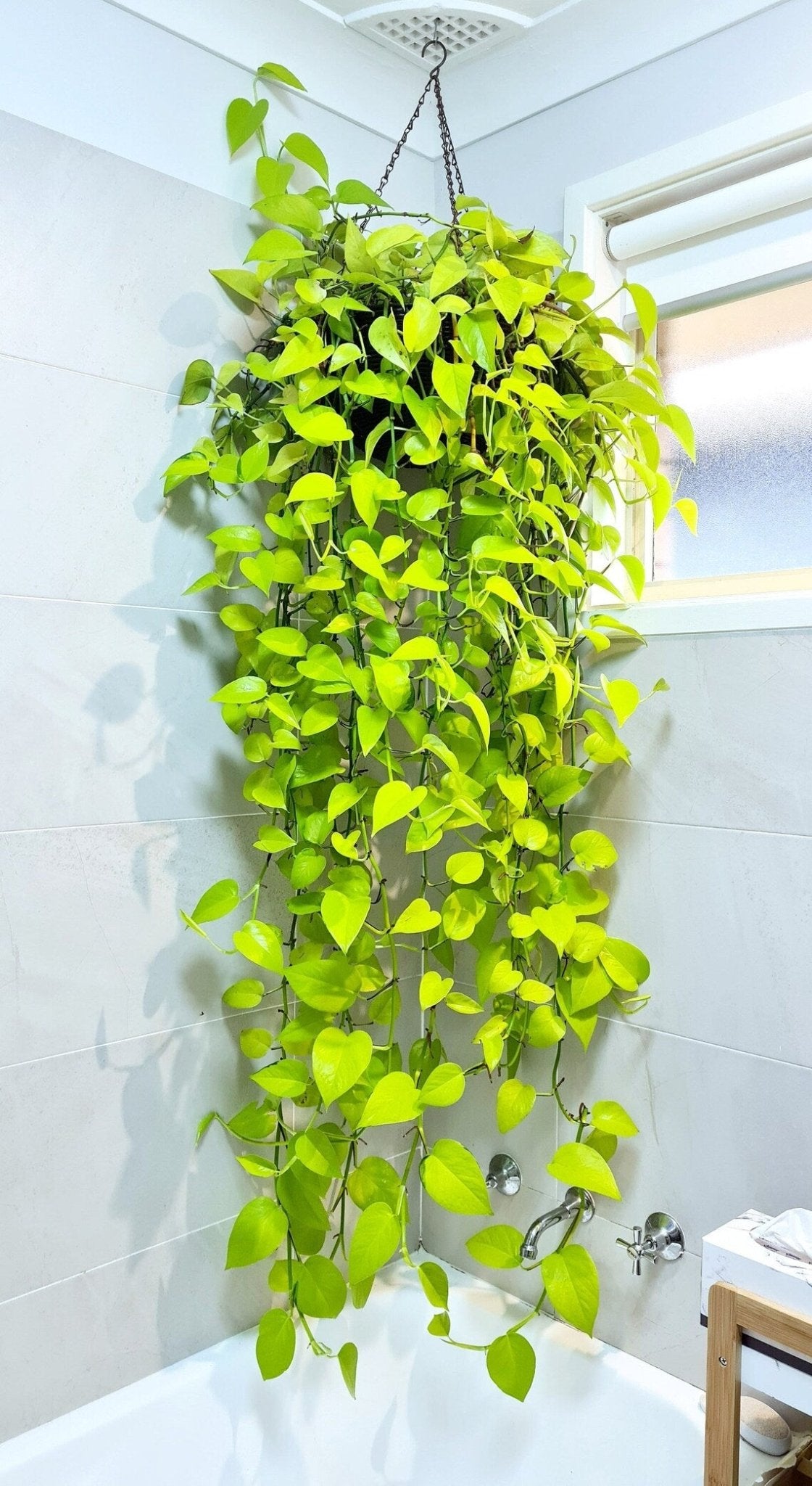 Pothos 'Goldilocks' (Epipremnum aureum) - Ladybird Nursery