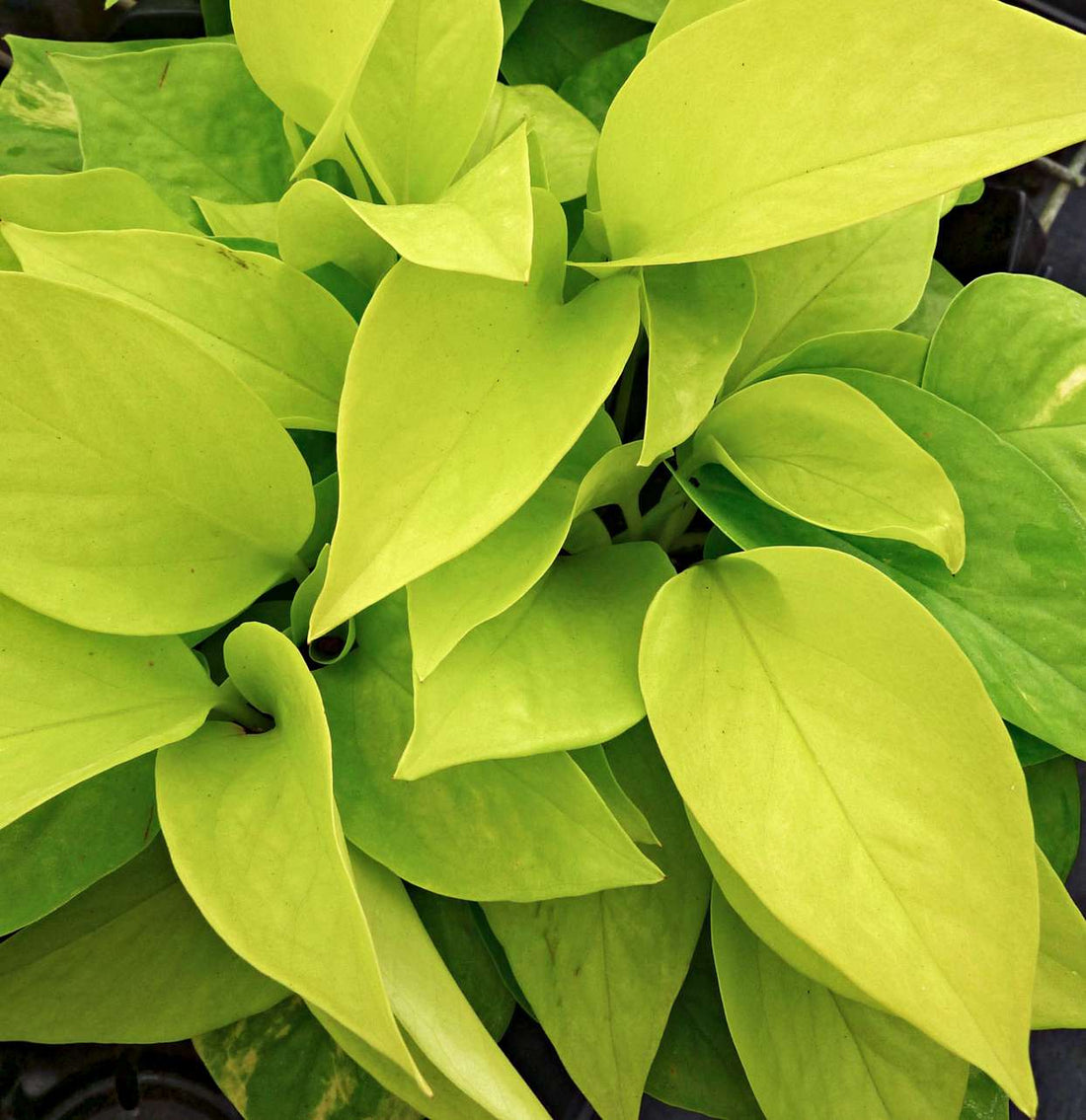 Pothos 'Goldilocks' (Epipremnum aureum) - Ladybird Nursery