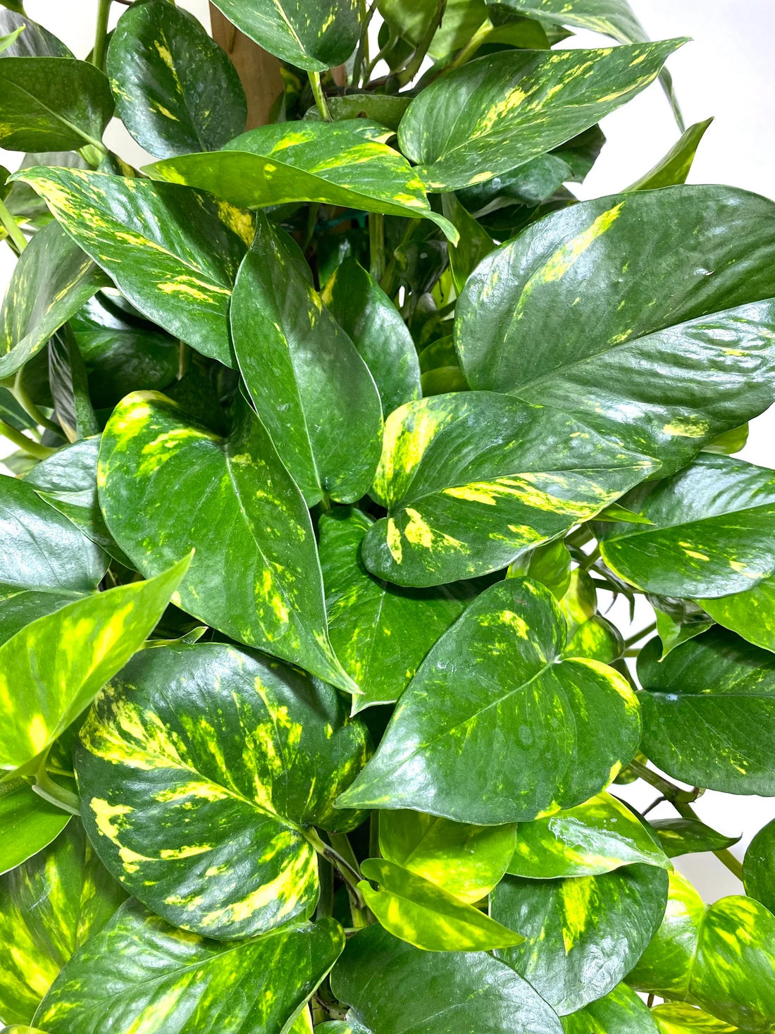 Pothos 'Green Gold' (Epipremnum aureum) - Advanced (PICK UP ONLY) - Ladybird Nursery