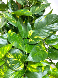 Pothos 'Green Gold' (Epipremnum aureum) - Advanced (PICK UP ONLY) - Ladybird Nursery