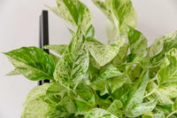 Pothos 'Snow Queen' (Epipremnum aureum) - Ladybird Nursery