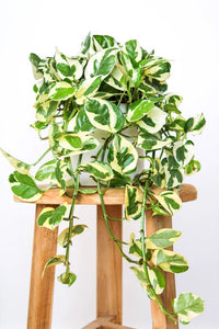 Pothos 'Snow Queen' (Epipremnum aureum) - Ladybird Nursery