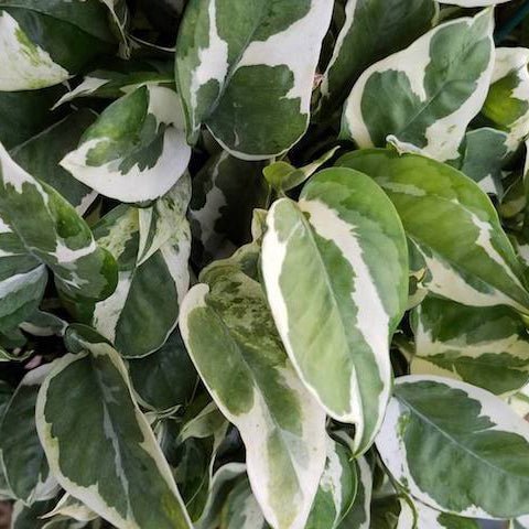 Pothos 'Snow Queen' (Epipremnum aureum) - Ladybird Nursery