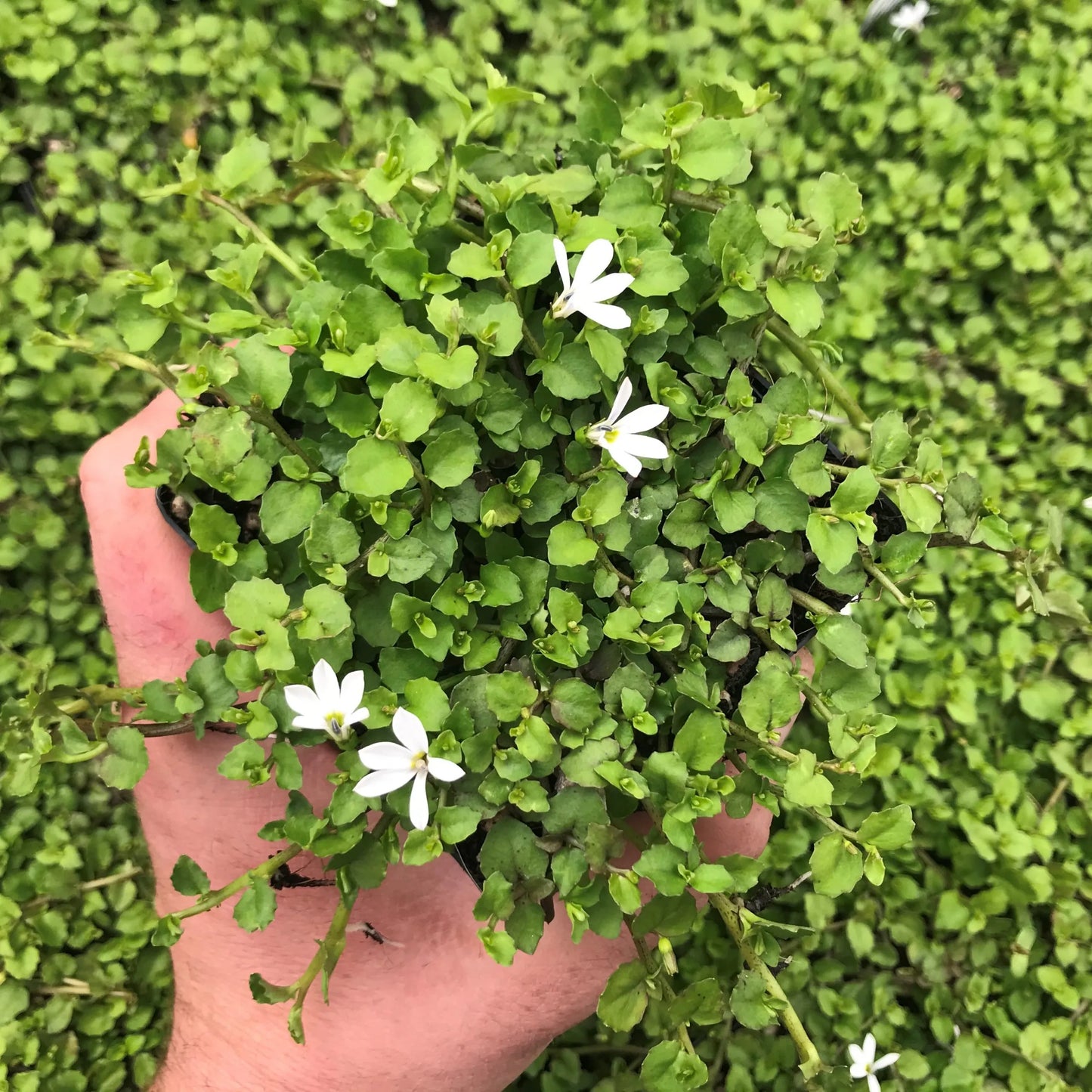 White Star Creeper (Pratia pedunculata)
