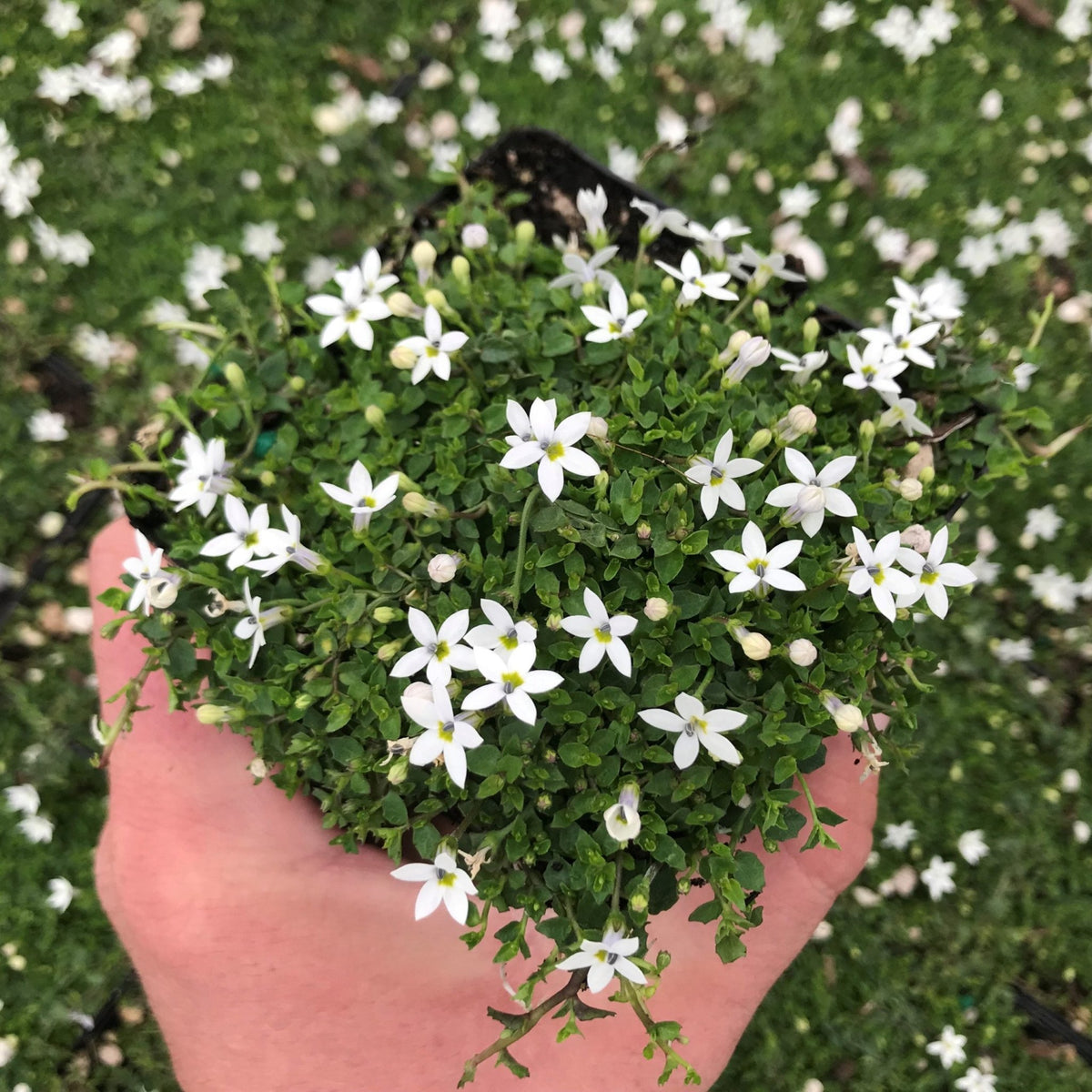 White Star Creeper (Pratia pedunculata) - Ladybird Nursery