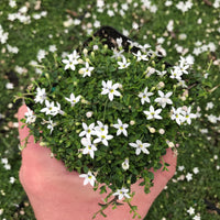 White Star Creeper (Pratia pedunculata)