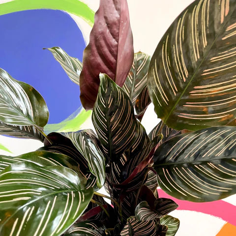 Prayer Plant sanderiana (Calathea ornata)