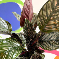 Prayer Plant sanderiana (Calathea ornata)