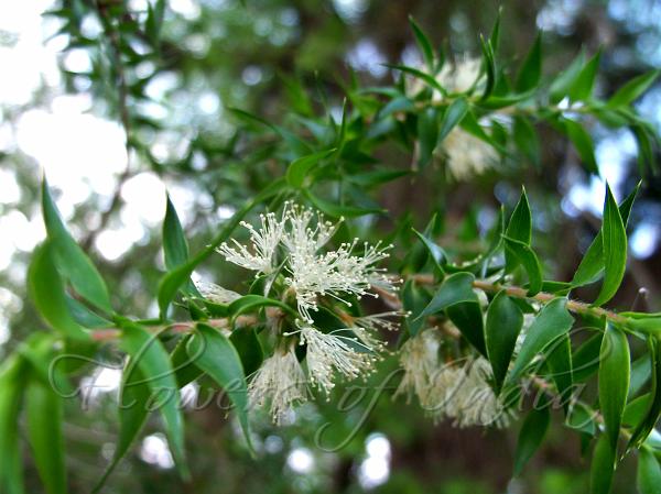 Prickly - leaved Paperbark (Melaleuca styphelioides) - Ladybird Nursery