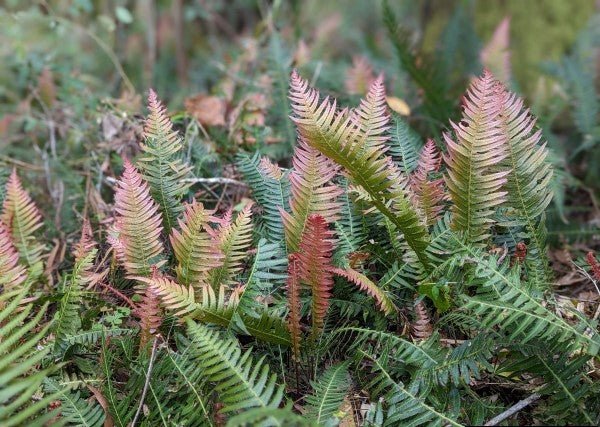 Rasp Fern (Doodia aspera) - Ladybird Nursery