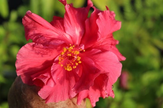 Hibiscus Phsyche - Ladybird Nursery