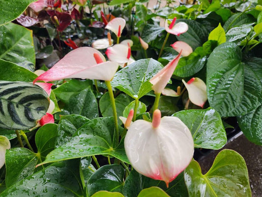 Princess Amalia Anthuriums