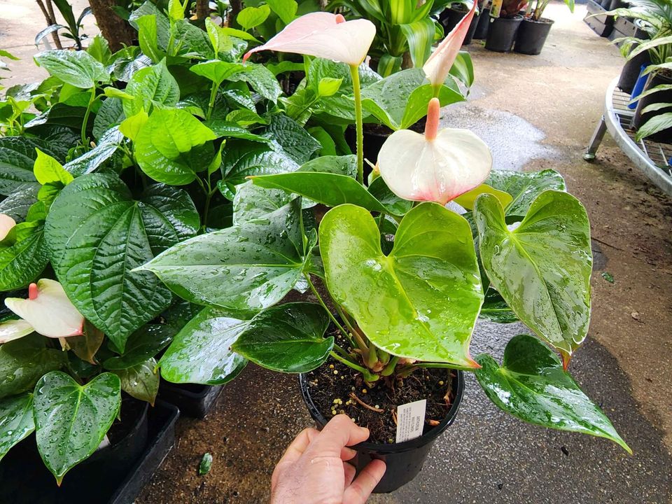 Princess Amalia Anthuriums - Ladybird Nursery