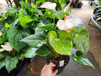 Princess Amalia Anthuriums
