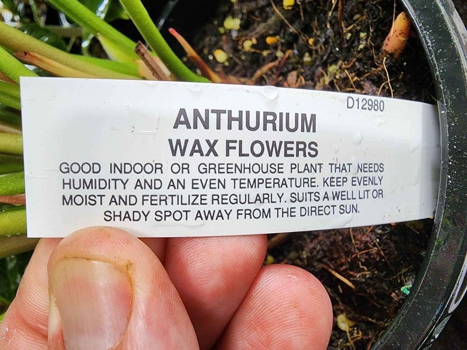 Princess Amalia Anthuriums - Ladybird Nursery