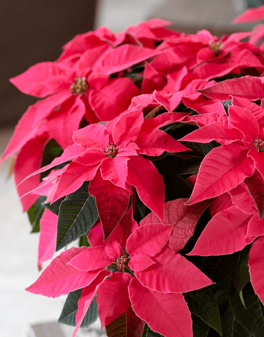 Princettia Bright Pink