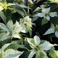 Princettia 'Pure White' - Ladybird Nursery