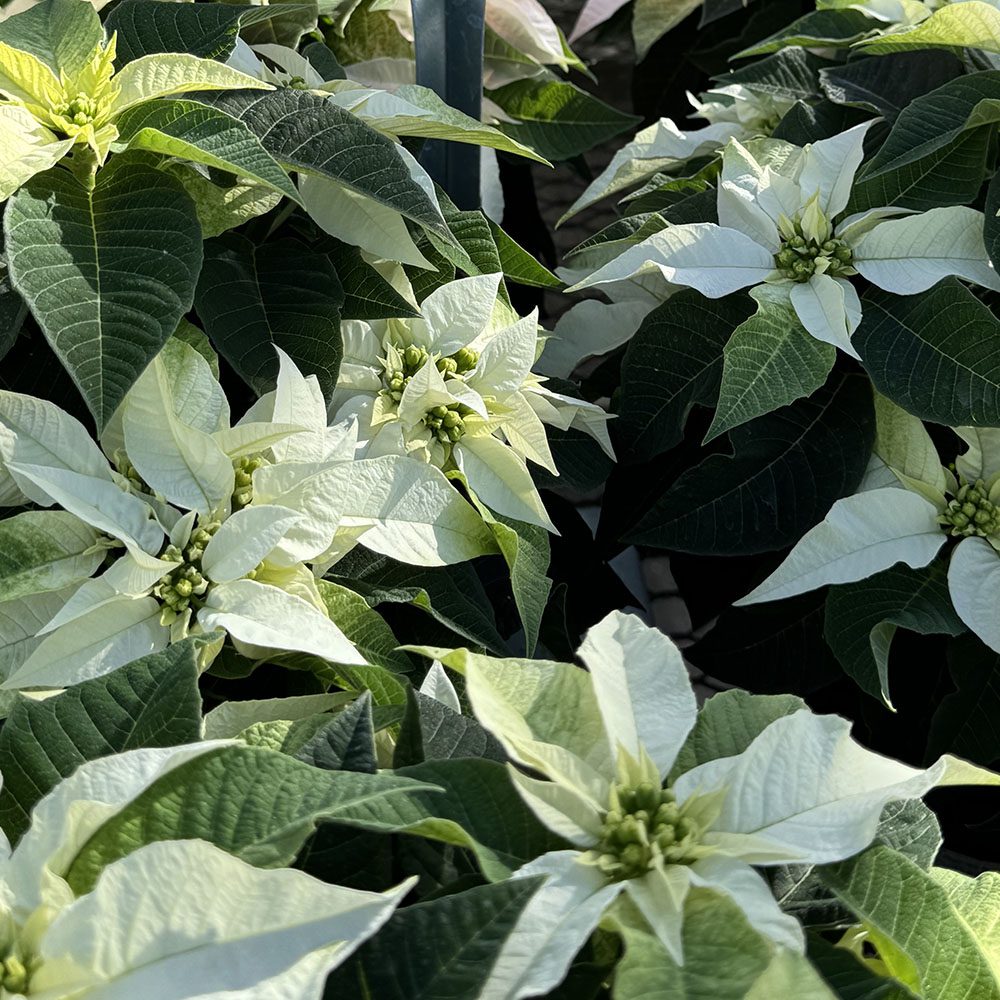 Princettia 'Pure White' - Ladybird Nursery