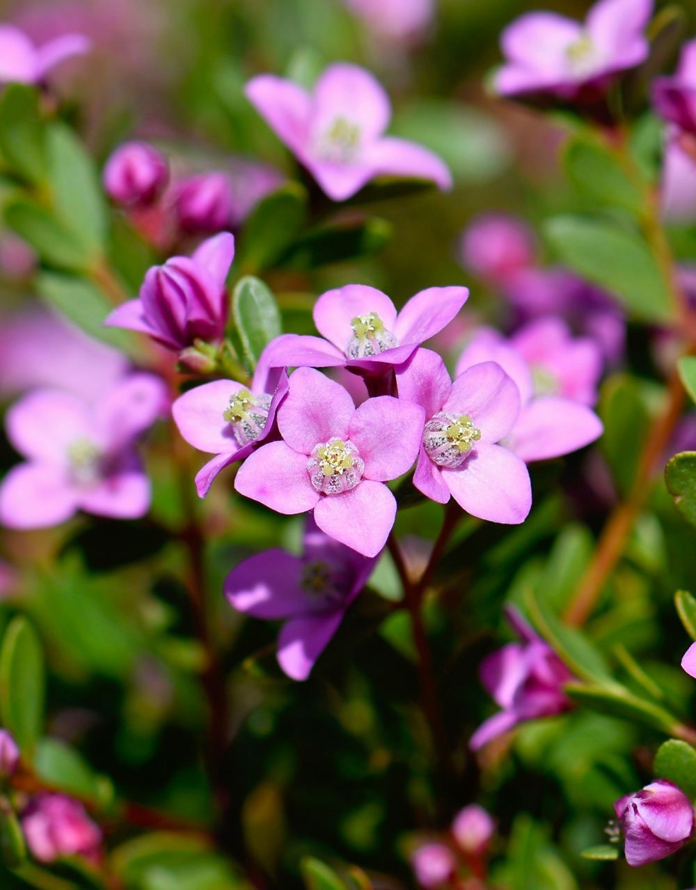 Pink Passion Boronia (Boronia crenulata) - Ladybird Nursery