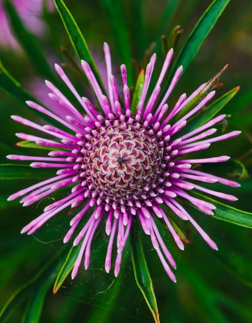 Isopogon ‘Candy Cones’ - Ladybird Nursery