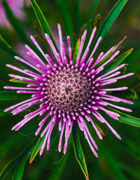 Isopogon ‘Candy Cones’