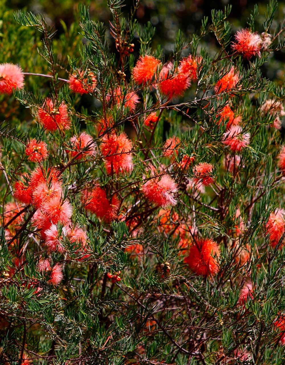 Scarlet Honey Myrtle Red (Melaleuca fulgens)
