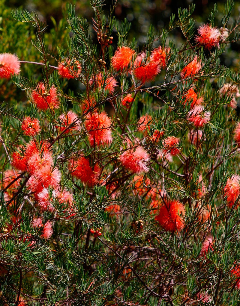 Scarlet Honey Myrtle Red (Melaleuca fulgens)