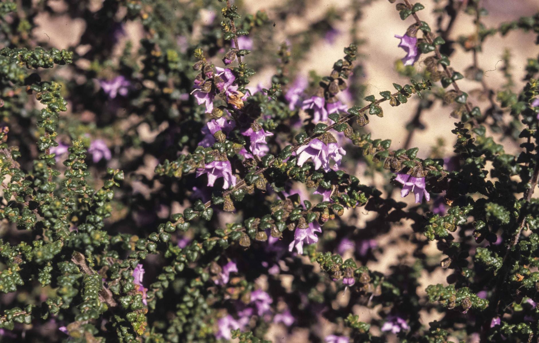 Mint Bush Pink (Prostanthera rhombea)