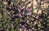 Mint Bush Pink (Prostanthera rhombea)