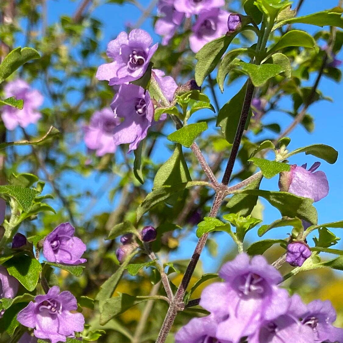 Native Thyme / Cut Leaf Mint Bush (Prostanthera incisa) - Ladybird Nursery