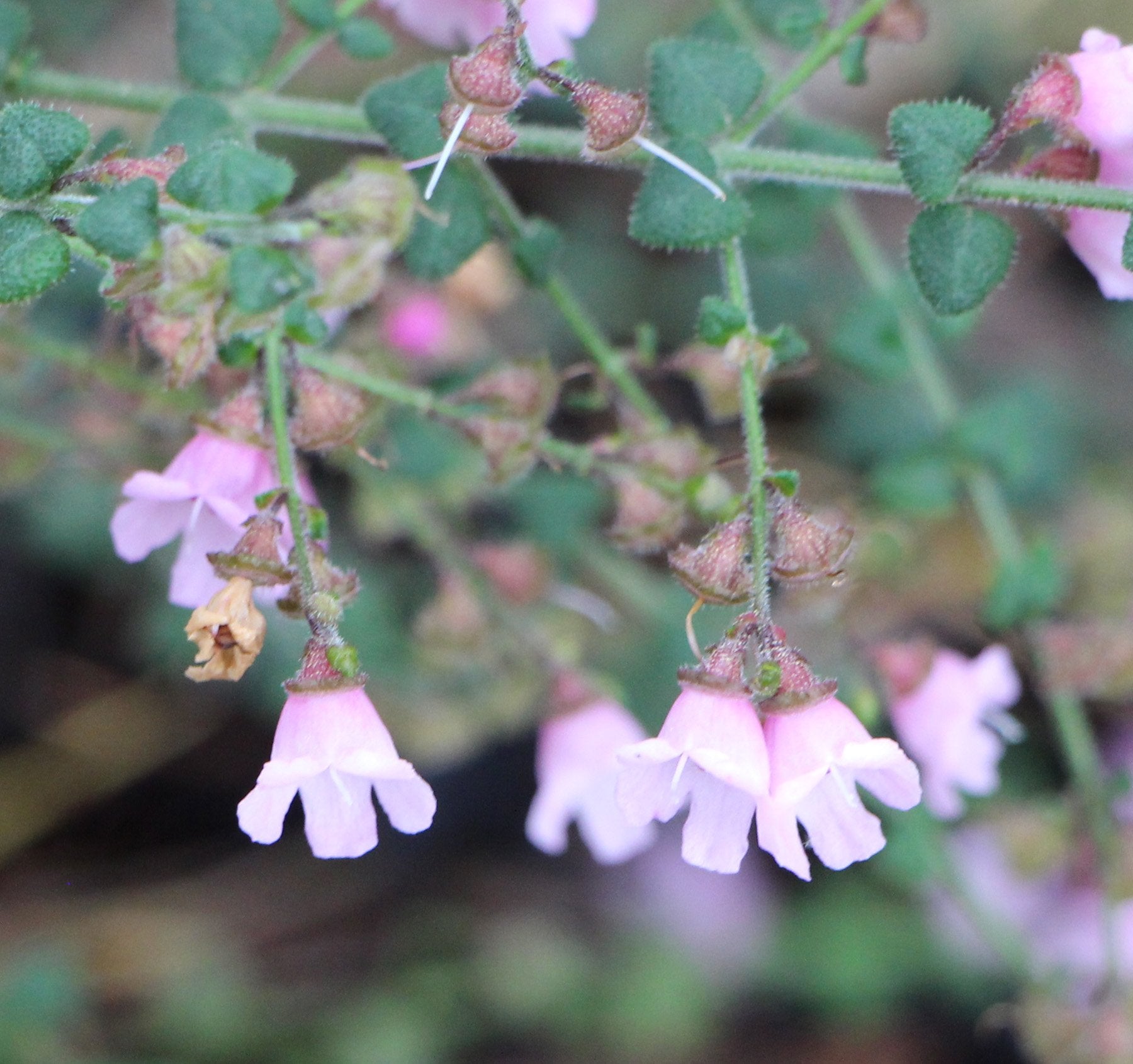 Mint Bush Pink (Prostanthera rhombea)