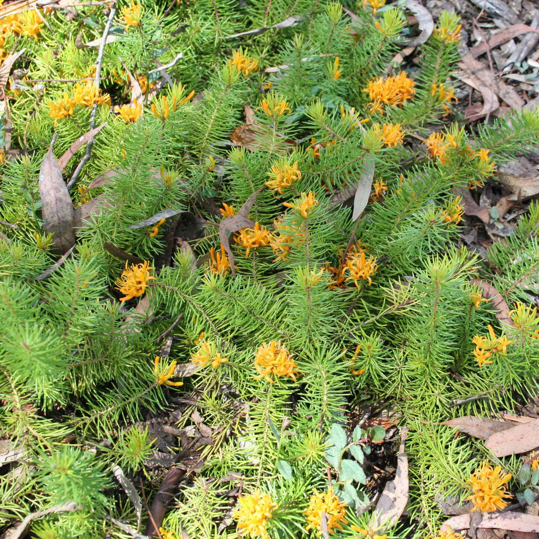 Mountain Geebung (Persoonia chamaepitys)