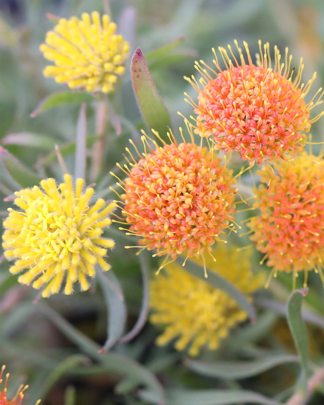Leucospermum prostratum