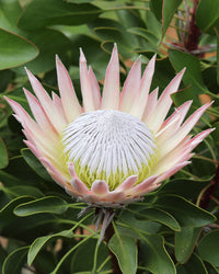 Protea 'King Pink'