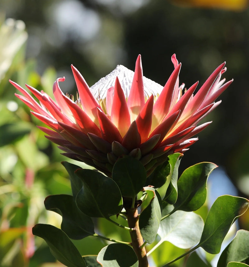 Protea 'King Summer'