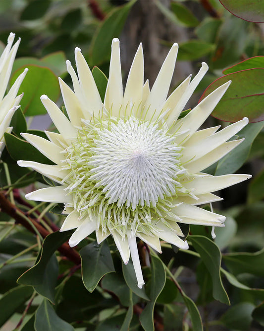 Protea 'King White'