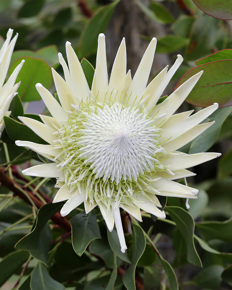Protea 'King White'