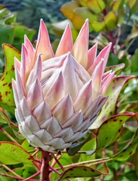 Protea 'King Winter'