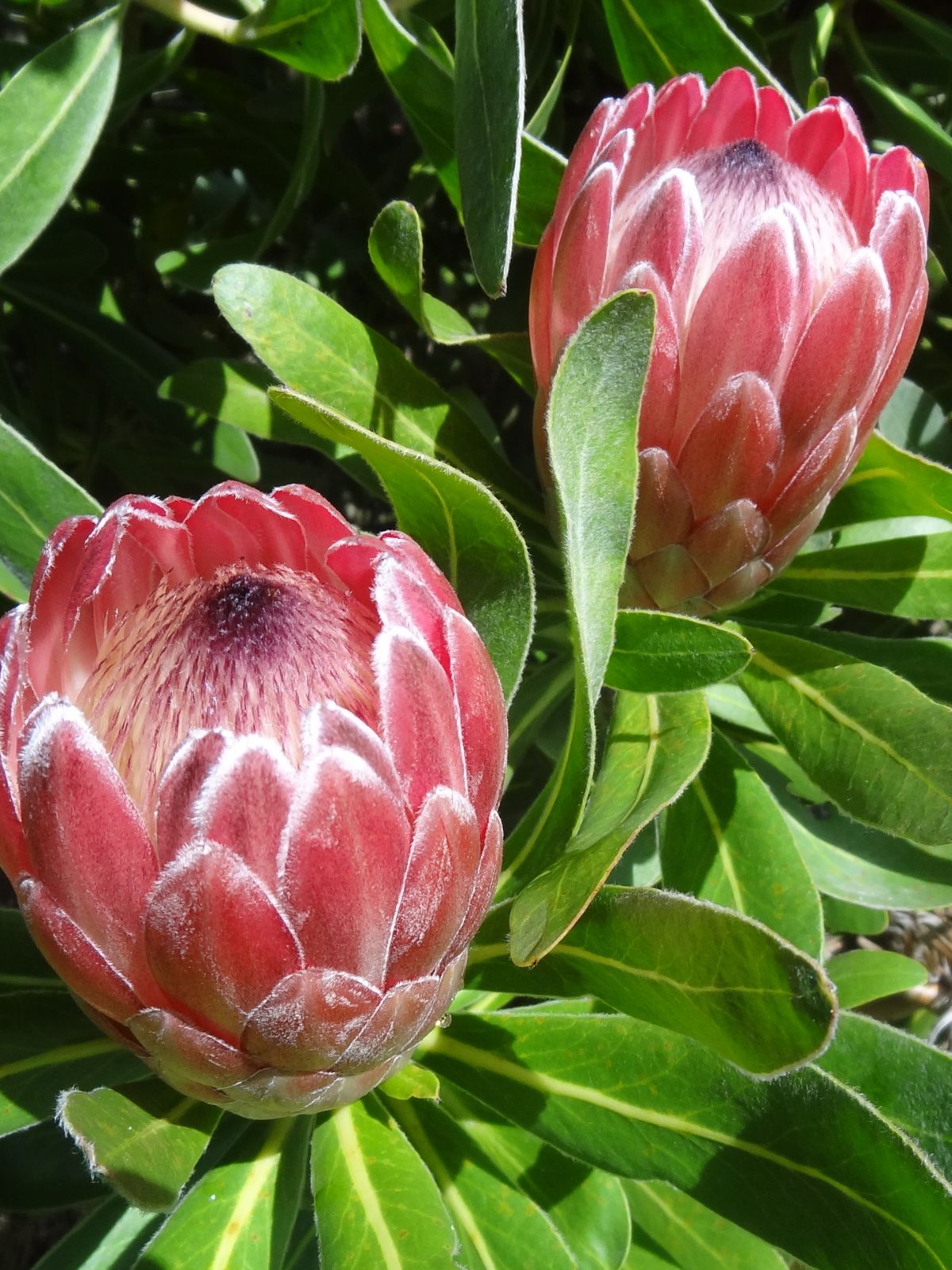 Protea 'Special Pink Ice' - Ladybird Nursery