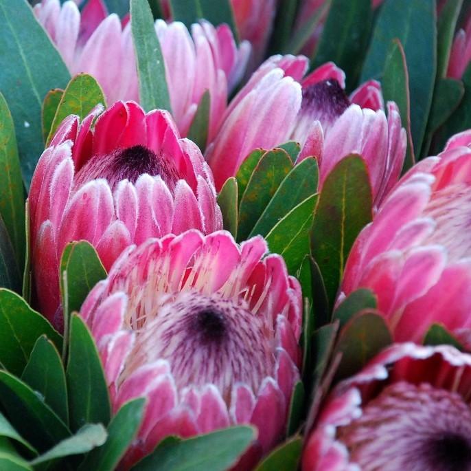 Protea Pink Ice 200mm - Ladybird Nursery