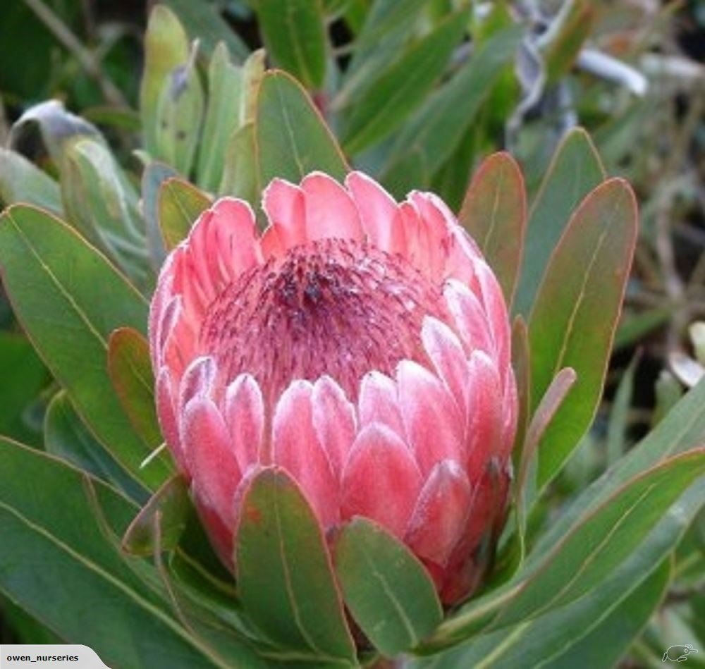 Protea Pink Ice 200mm - Ladybird Nursery