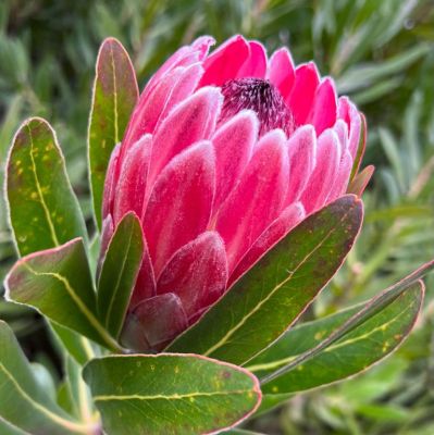 Pink Ice Protea 300mm (PICK UP ONLY) - Ladybird Nursery