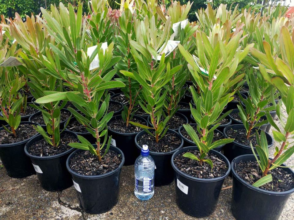 Protea Pink Ice 200mm - Ladybird Nursery