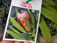 Protea Pink Ice 200mm - Ladybird Nursery