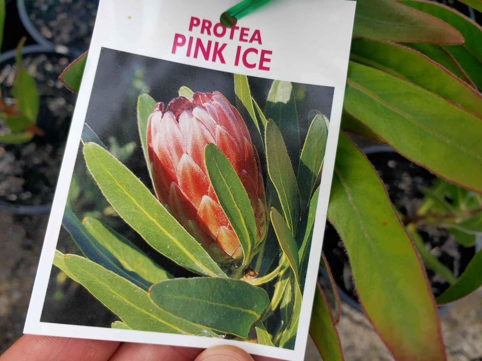 Protea Pink Ice 200mm - Ladybird Nursery