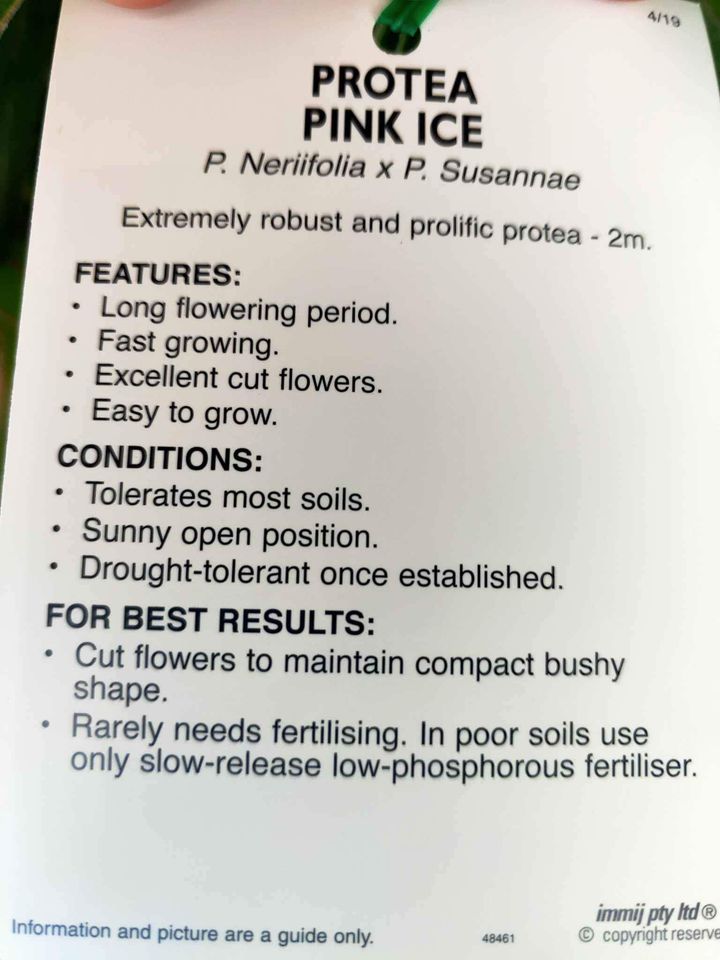 Protea Pink Ice 200mm - Ladybird Nursery
