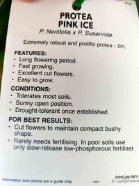 Protea Pink Ice 200mm - Ladybird Nursery